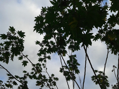 蓖麻，蓖麻油树