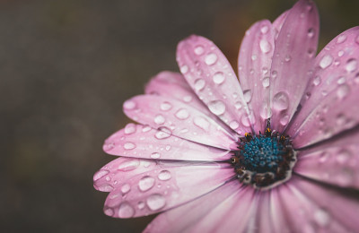 雏菊花