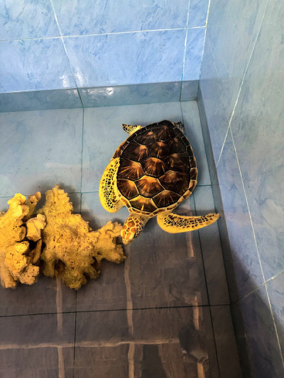 水族馆里的海龟