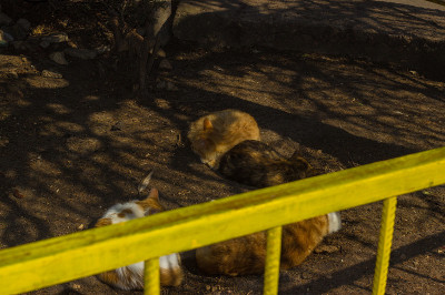 无家可归的猫躺在地上睡觉