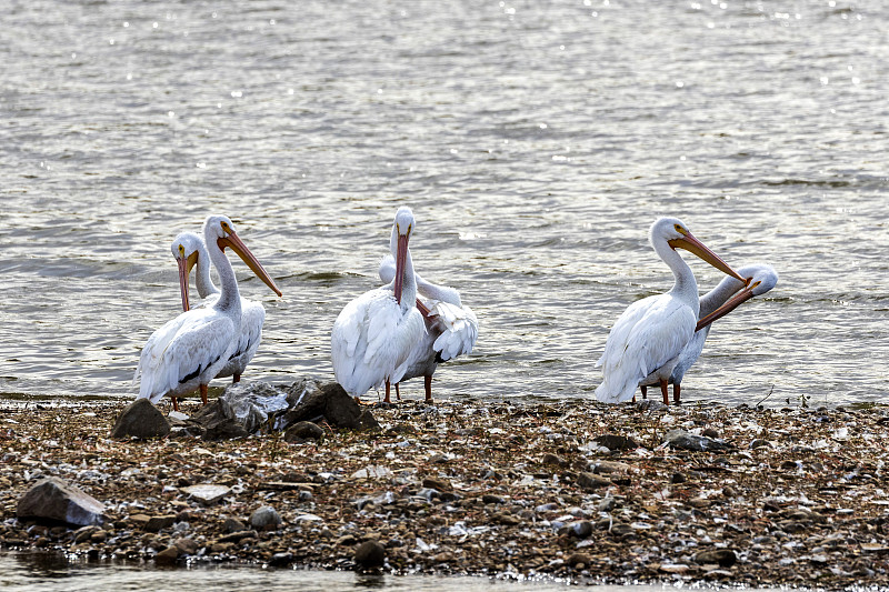 白鹈鹕(Pelecanus)