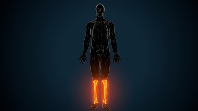 人体骨骼解剖胫骨的3d插图