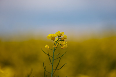 油菜籽
