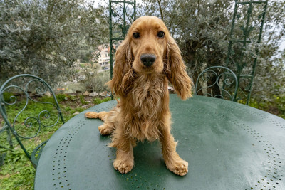 可爱的小狗可卡犬画像看着你在院子里