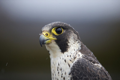 一幅雌游隼的肖像(Falco peregrineus)在德国因鸣响而被抓。