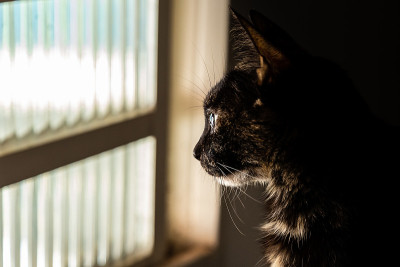 凯里的猫。