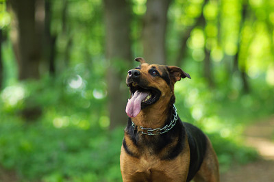 狗