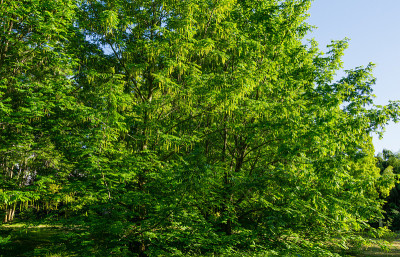 长有花的新叶子的山核桃树(山核桃)。雄花序在山核桃枝上。春天植物园公园南部文化天狼星(阿德勒)索契。