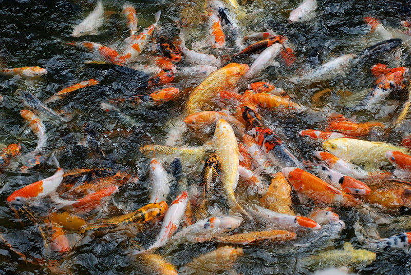 池塘里的彗星