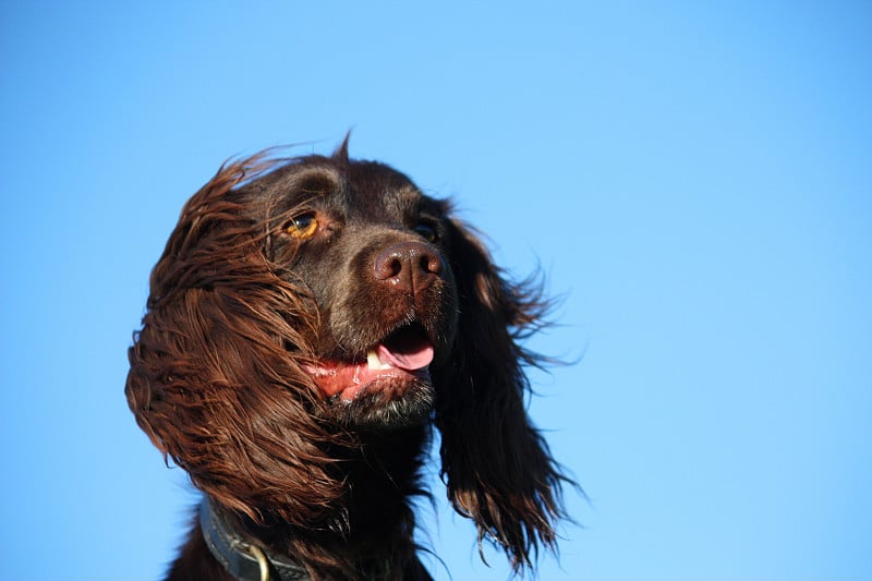 可爱的肝工作型可卡犬宠物猎犬