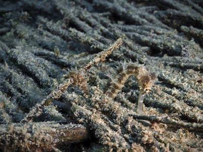 多刺海马，Dorniges Seepferdchen(海马体)