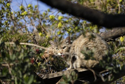 欧洲野猫