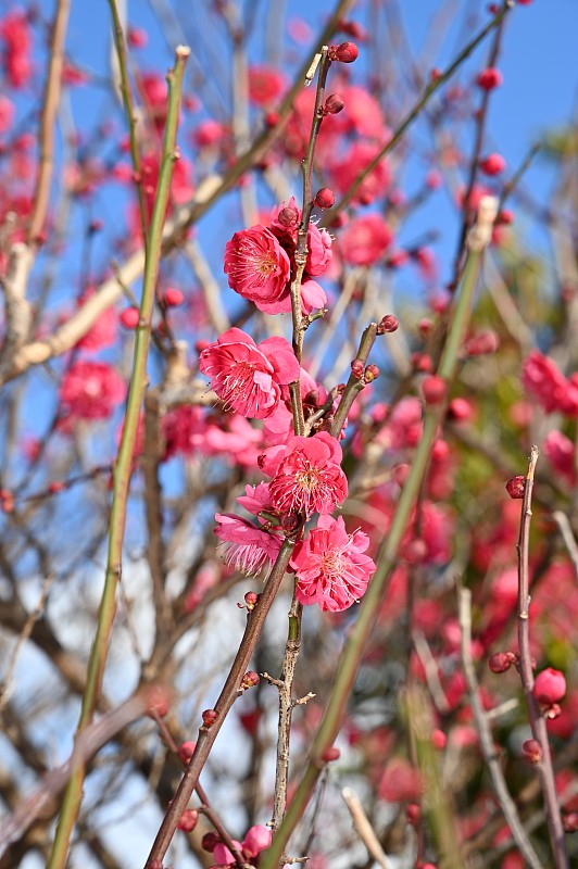 山茶花是春天的标志