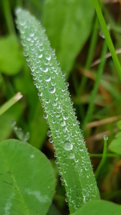 绿色草地上的水滴
