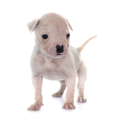 小狗美国斗牛犬