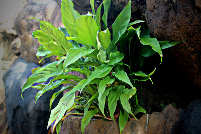 绿色植物