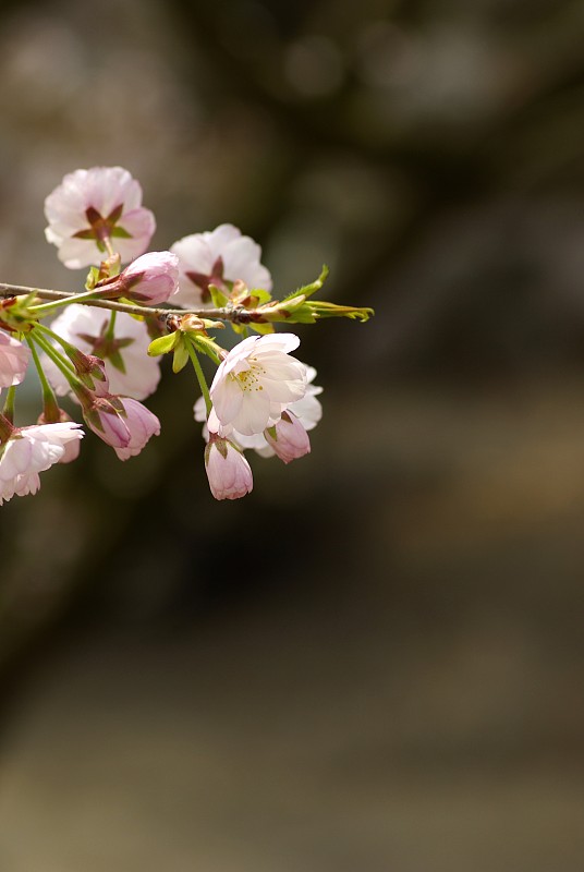 Usuzumi樱花