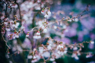 荷兰郁金香花公园春天