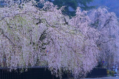 秋田的春天樱花盛开