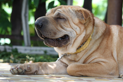 sharpei画像