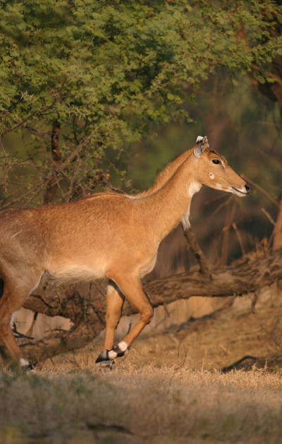 Nilgai