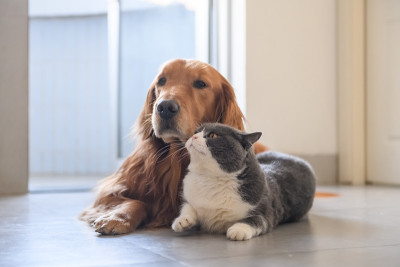 英国短毛和金毛猎犬
