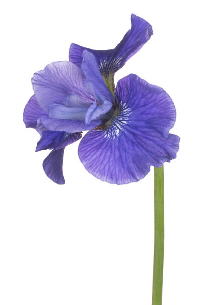 花孤立