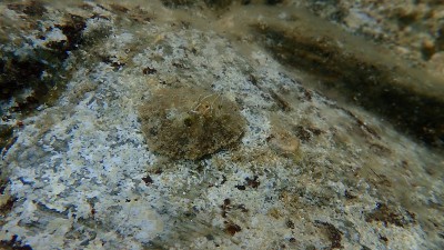 爱琴海海底地中海帽贝或放射状地中海帽贝(Patella caerulea)