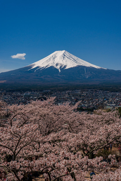日本富士山上盛开樱花的春天。