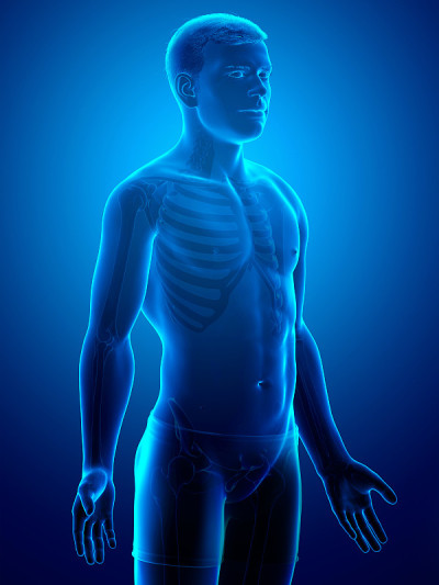 男性身体的3d渲染图