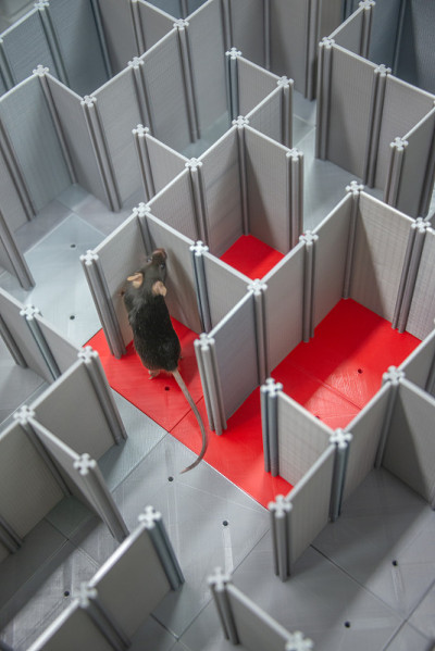 实验室的黑老鼠正在一个3D打印的塑料迷宫中导航，在实验室实验中研究空间学习，记忆和大脑导航技能