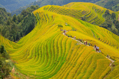 隆基水稻梯田