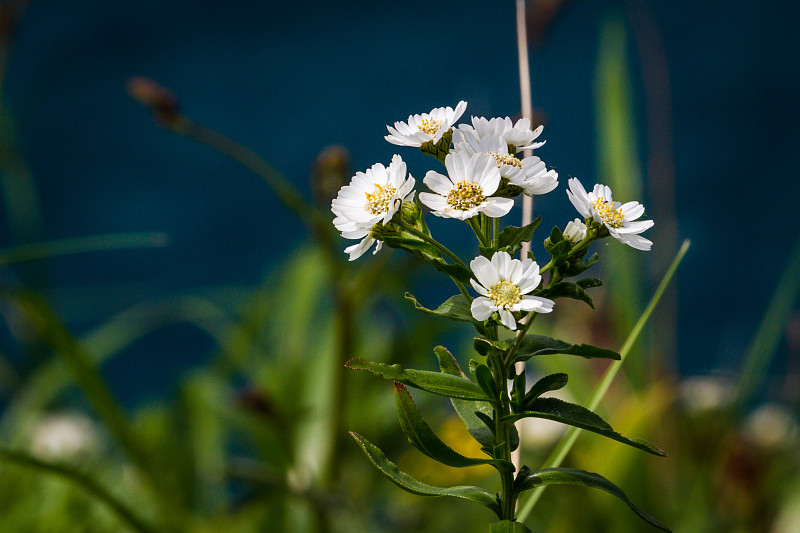 日本Rebun岛的白色野花(Achillea ptarmica)