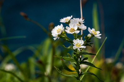 日本Rebun岛的白色野花(Achillea ptarmica)