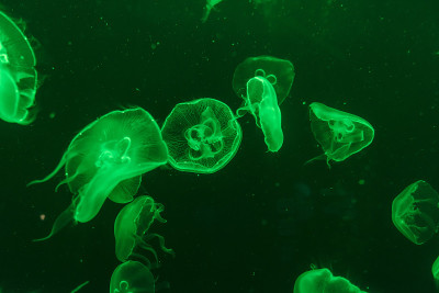 水族馆里的水母