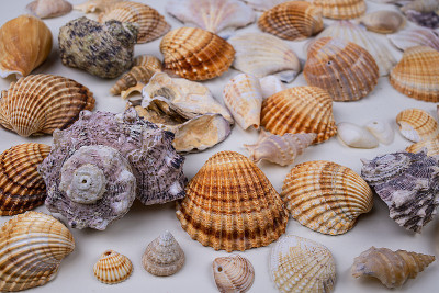 Group of shells scattered on a white table