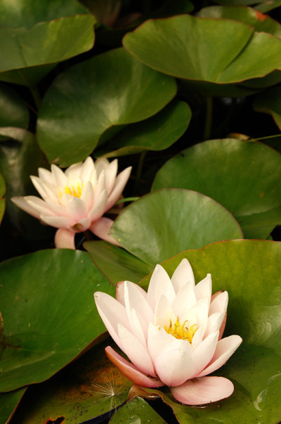 莲花