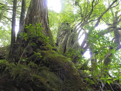 屋久森林