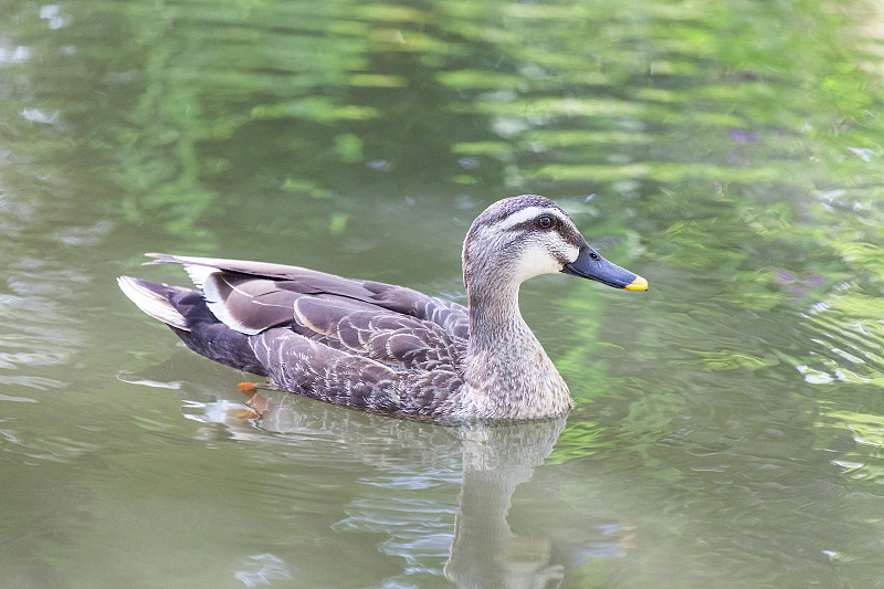鸭