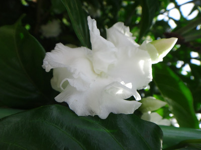 Sambac茉莉花