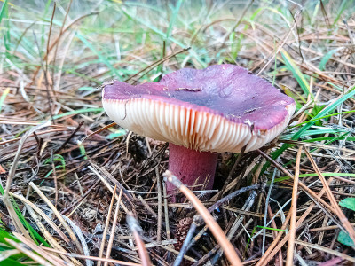 蘑菇