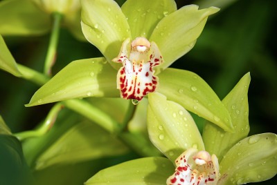 黄绿色的船兰花(兰花devonianum)特写