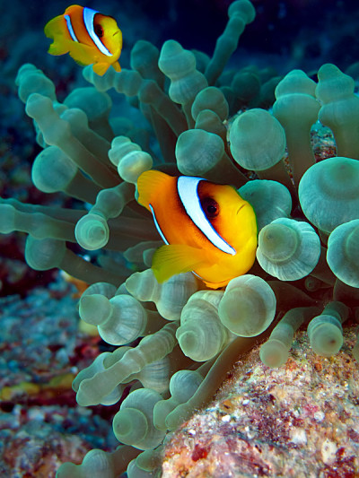 Anemonefish