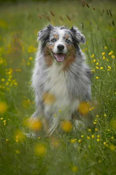 澳大利亚牧羊犬