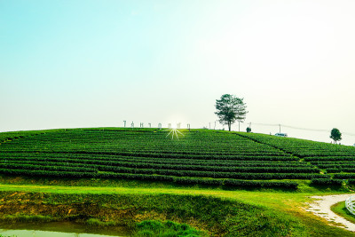 美丽的风景，新鲜的绿茶农场，绿色的自然田野背景的秋芳茶园，Mae Chan，泰国清莱。2019年2月