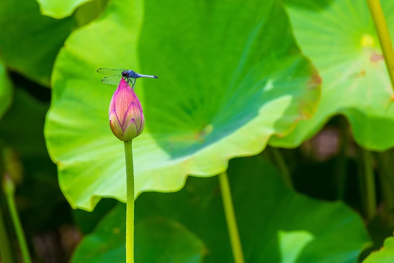 莲花芽