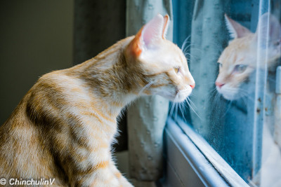 一只看着窗外的Ocicat。