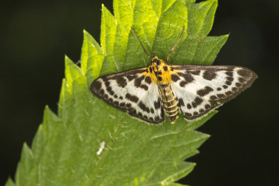 小喜鹊 (Anania hortulata)
