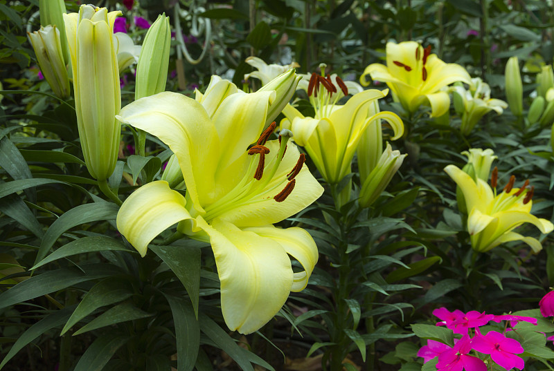 Yellow Day Lily Flower In Garden.