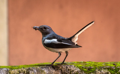 pOriental magpie-robin